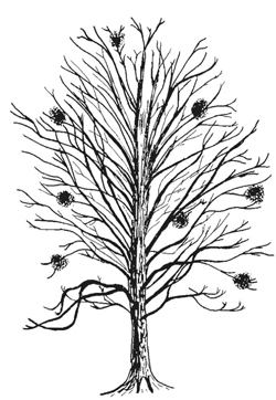 250x362 Vol 15, No 2