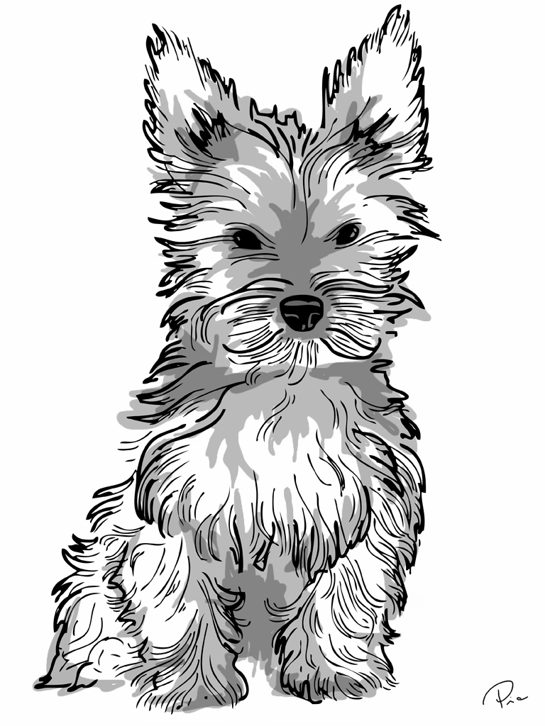 768x1024 Yorkie L. S. Illustrated