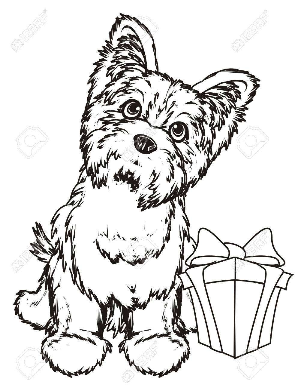 1023x1300 Coloring Yorkshire Terrier With A Gift Stock Photo, Picture