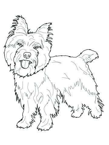 360x480 Yorkie Coloring Page Terrier Coloring Pages Illustration