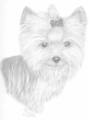 300x400 Yorkie Sadie