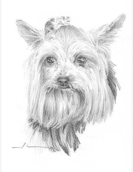 464x600 Yorkie Dog Drawing By Mike Theuer