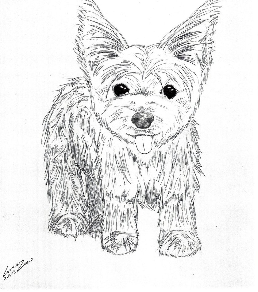 841x950 Yorkshire Terrier By Thewolfnamedcc