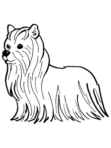 360x480 Yorkshire Terrier Coloring Page Free Printable Coloring Pages