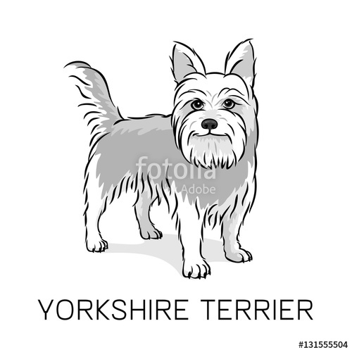 500x500 Yorkshire Terrier Dog Vector Illustration Stock Image And Royalty