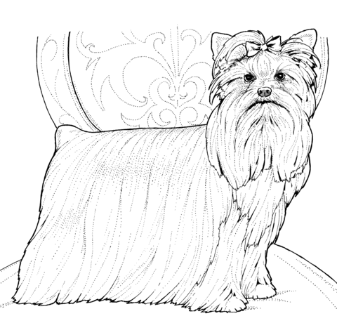 480x450 Yorkshire Terrier Or Yorkie Coloring Page Free Printable