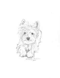 235x306 Custom Pet Drawing 8x10, In Pencil From Your Photograph