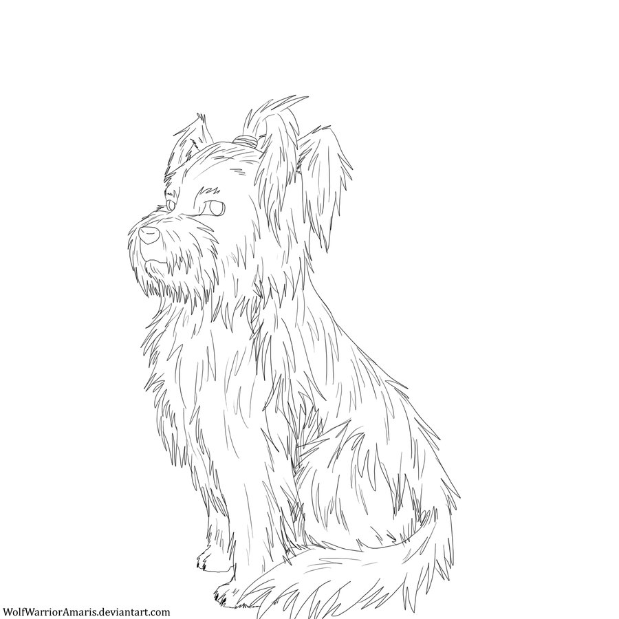 900x900 Free Yorkie Lineart By Rashirou