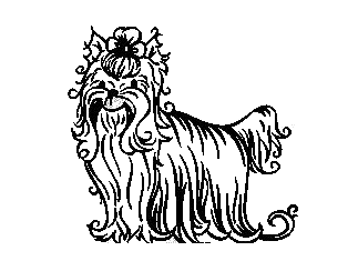 323x244 Dazzling Yorkies Health Guarantee