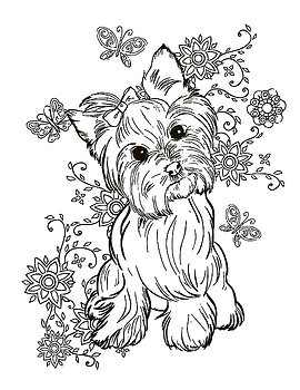 Yorkie Drawing at GetDrawings | Free download