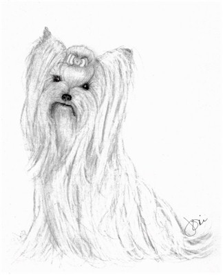 324x400 Yorkie Drawing Simple