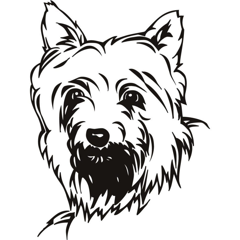 970x970 Yorkie Poo Clipart