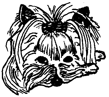 348x310 Yorkshire Terrier Page