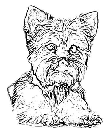 367x443 Yorkie Coloring Page Free Download