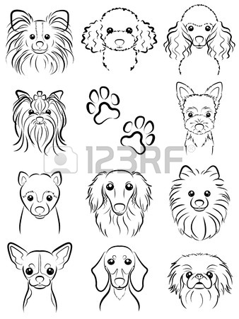 338x450 Yorkie Stock Photos. Royalty Free Business Images
