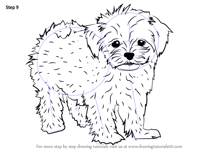 844x598 Learn How To Draw A Maltese (Dogs) Step By Step Drawing Tutorials