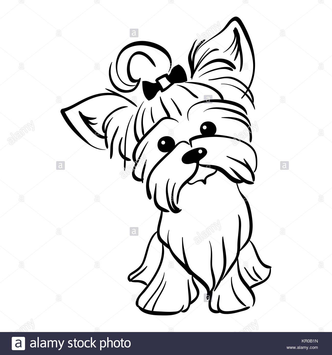 1300x1390 Yorkshire Terrier Black And White Stock Photos Amp Images