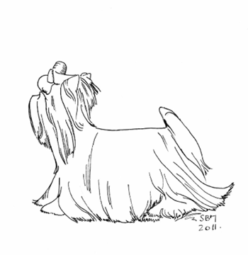 350x360 Yorkshire Terrier Coloring Pages