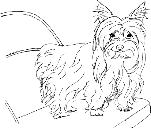 Yorkshire Terrier Drawing at GetDrawings | Free download