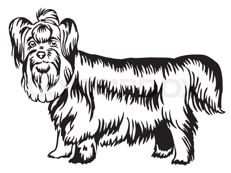 800x600 Decorative Portrait Of Standing In Profile Yorkshire Terrier