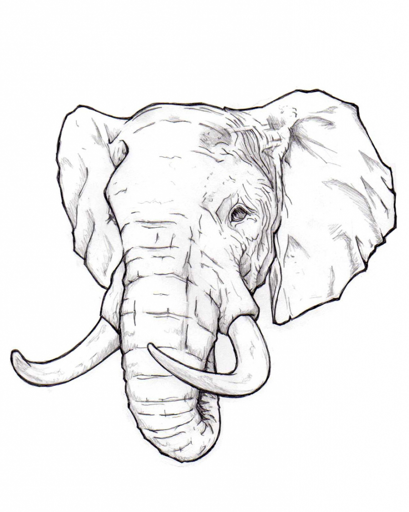 819x1024 Realistic Elephant Drawing Realistic Drawing Of African Elephant