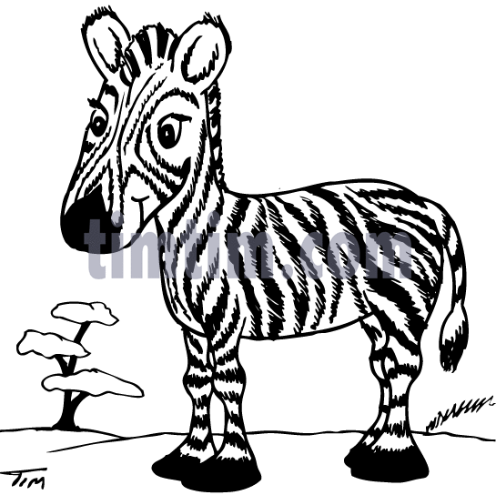 545x544 Free Drawing Of A Zebra Bw1 From The Category Wild Animals