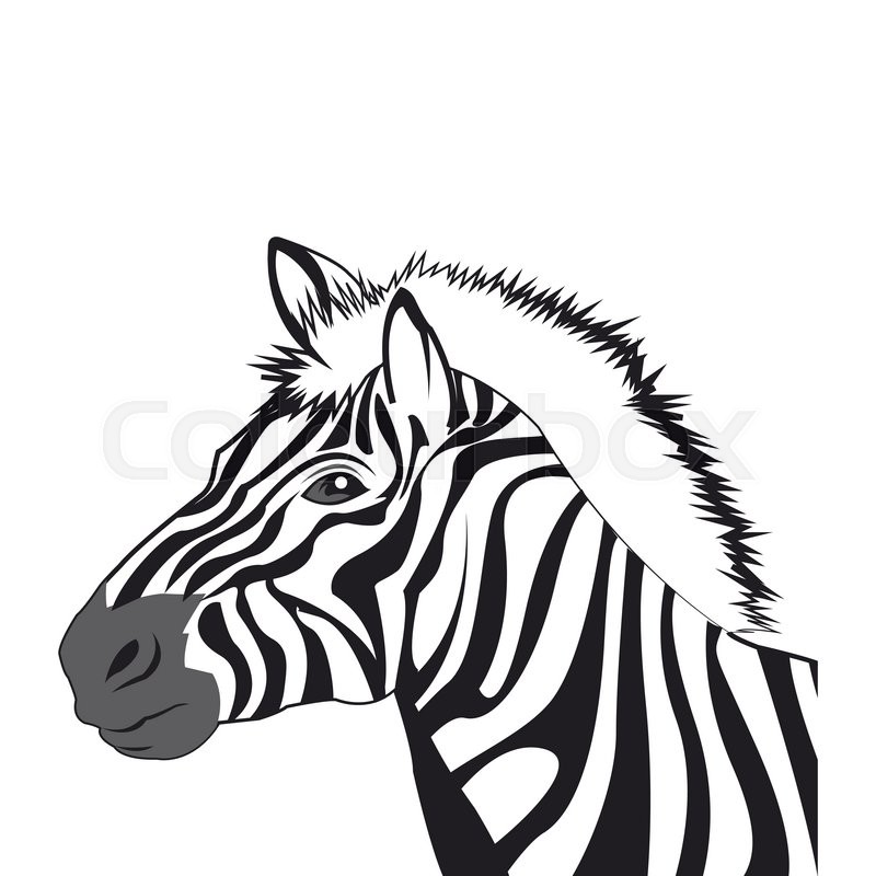 800x800 Flat Design Zebra Drawing Icon Vector Illustration Stock Vector