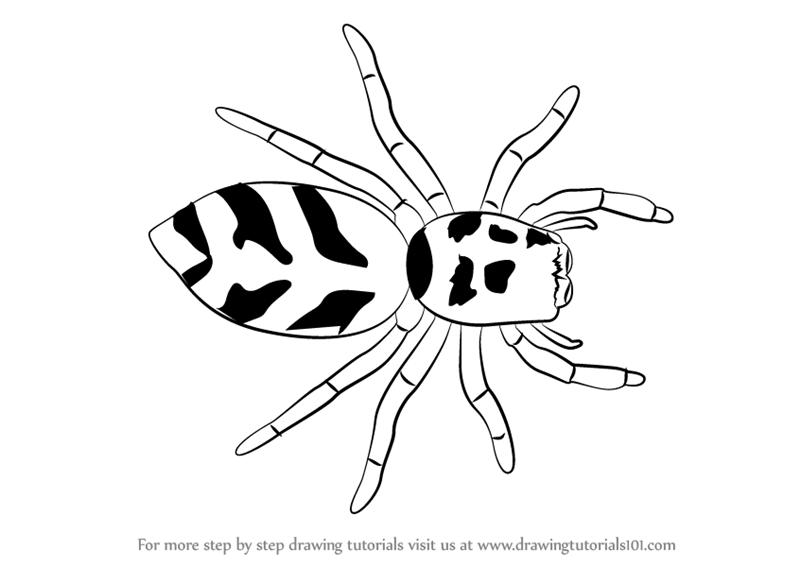 800x567 Learn How To Draw A Zebra Spider (Arachnids) Step By Step