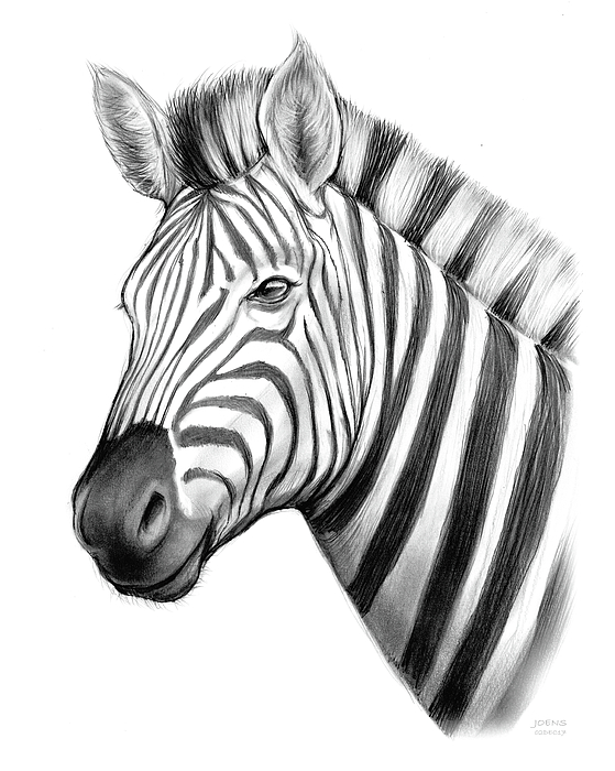 559x700 Zebra Drawing By Greg Joens