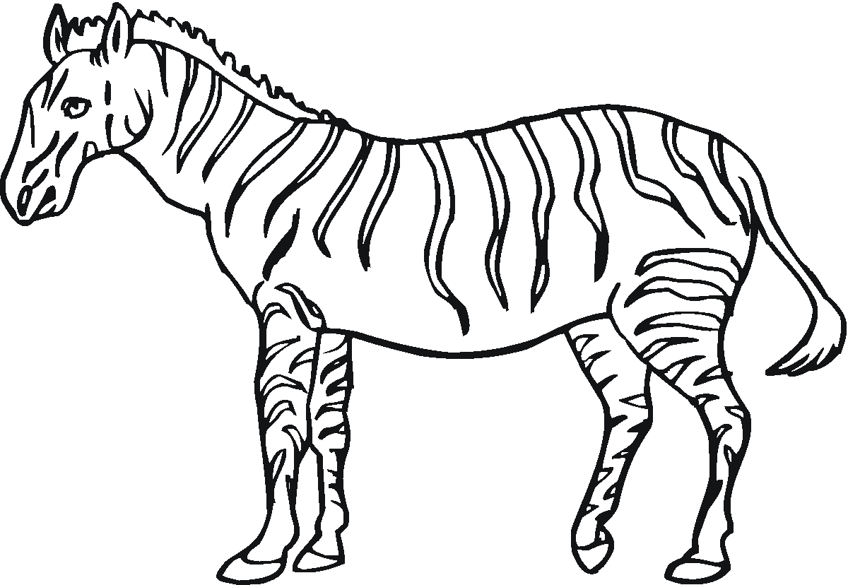 1200x828 Printable Zebra Pictures Color Printable Pictures Of Zebra
