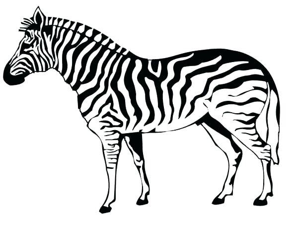 600x453 Zebra Print Coloring Pages Interesting Zebra Print Coloring Pages