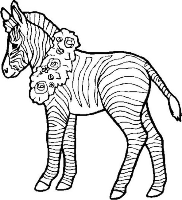 593x650 Zebra Coloring Pages 4 Nice Coloring Pages For Kids