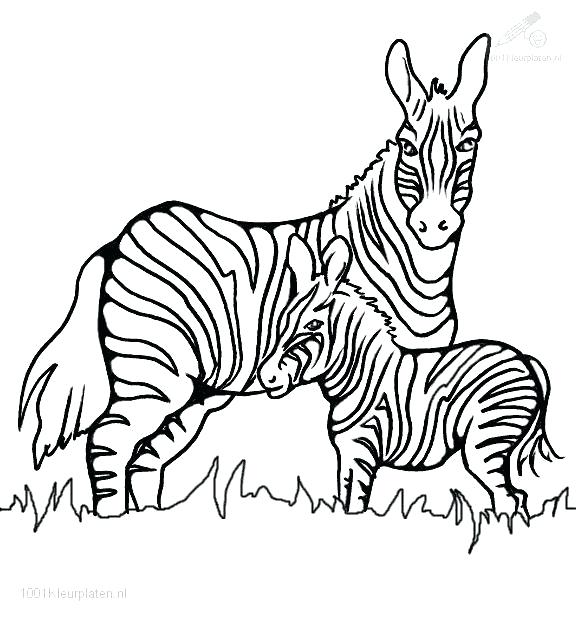 576x621 Beautiful Zebra Coloring Pages Print Excellent For Kids With Colo