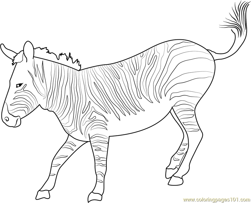 800x649 Mountain Zebra Coloring Page