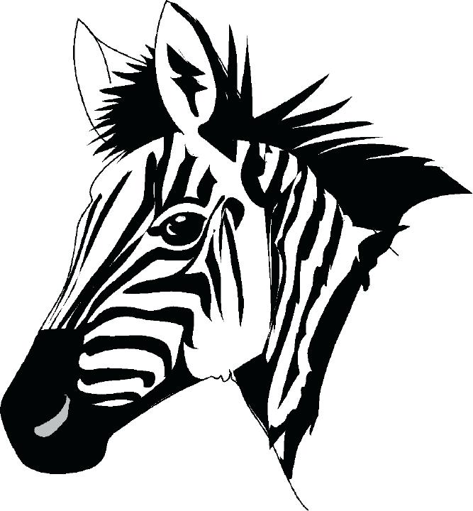 Zebra Face Drawing at GetDrawings | Free download