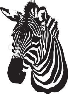 232x320 Color Zebra Head Isolated On The White Background Stock Vector
