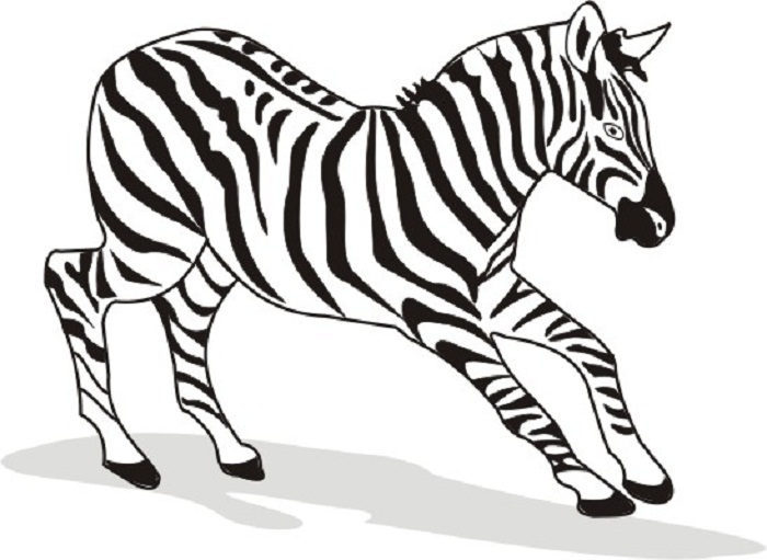 700x511 Zebra Coloring Pictures Coloring Free