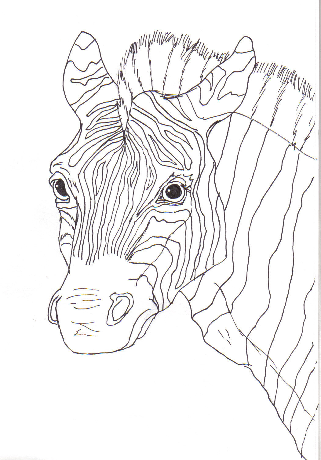 1051x1506 Zebra Line Art By Canislupes