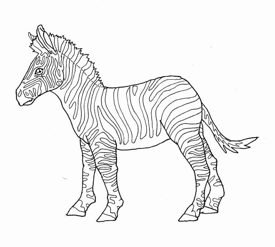 900x809 Zebra Lines By Allison Beriyani