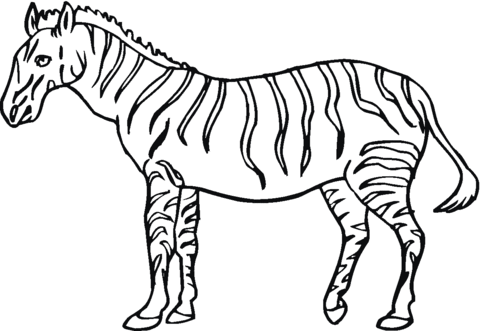 480x331 Zebra Coloring Page Free Printable Coloring Pages