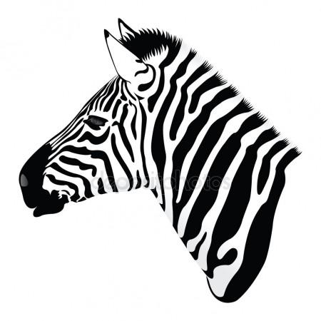 450x450 Zebra Draw Realistic Stock Vectors, Royalty Free Zebra Draw