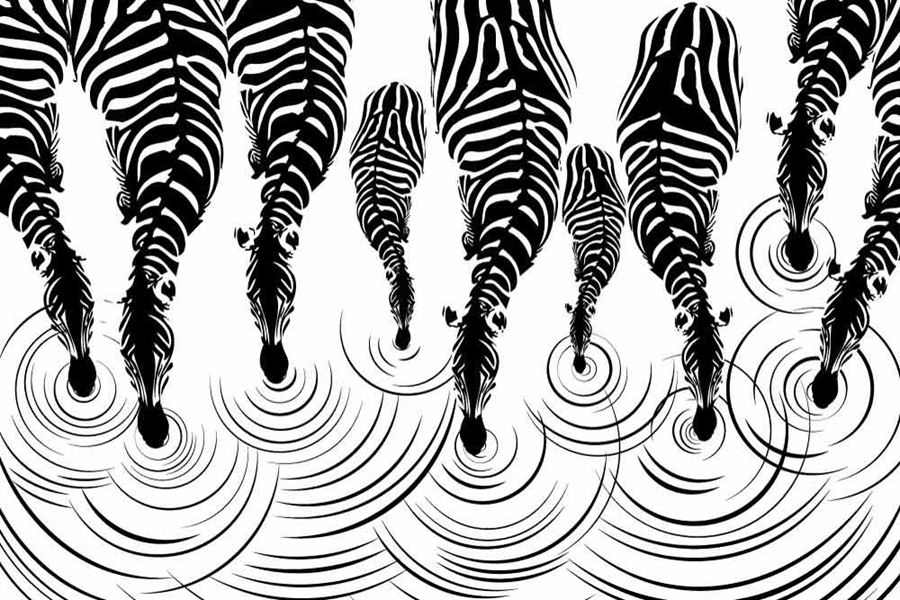 900x600 Black And White 3d Zebra Print Wallpaper Pattern Trendy