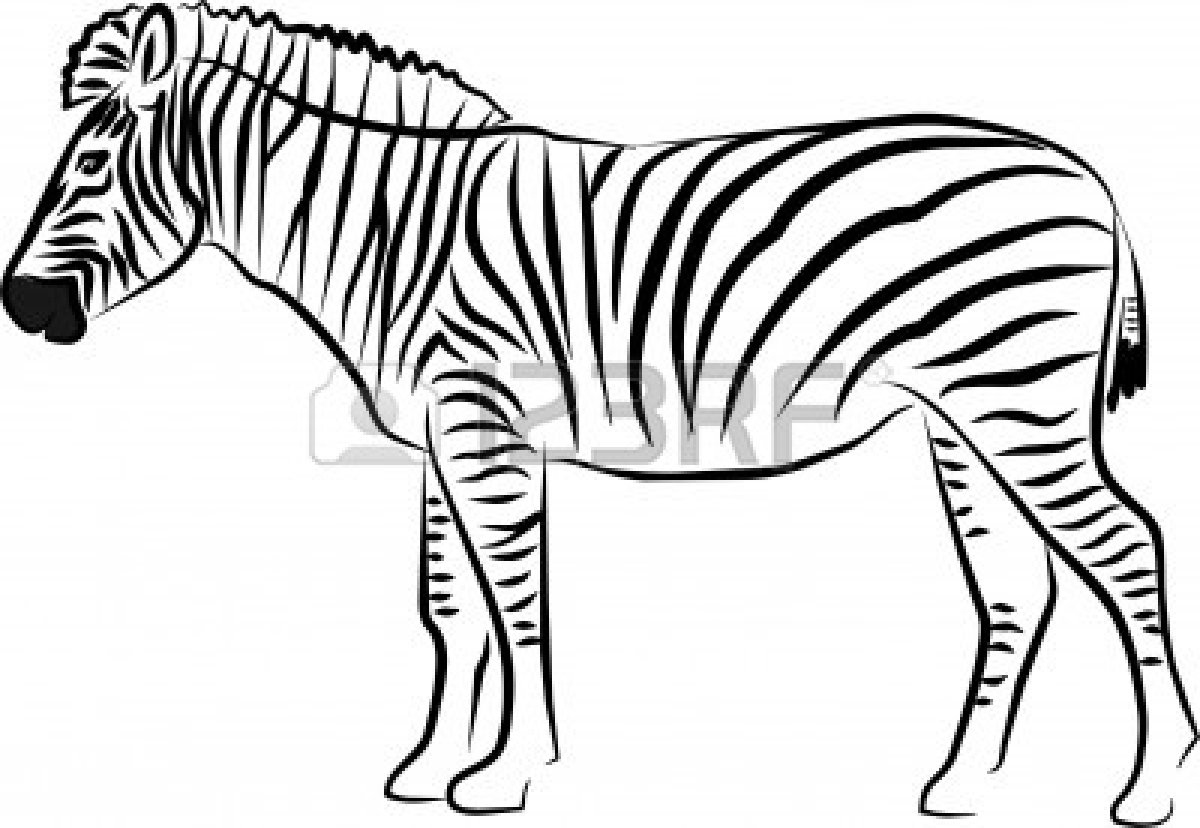 1200x828 Drawing Clipart Zebra