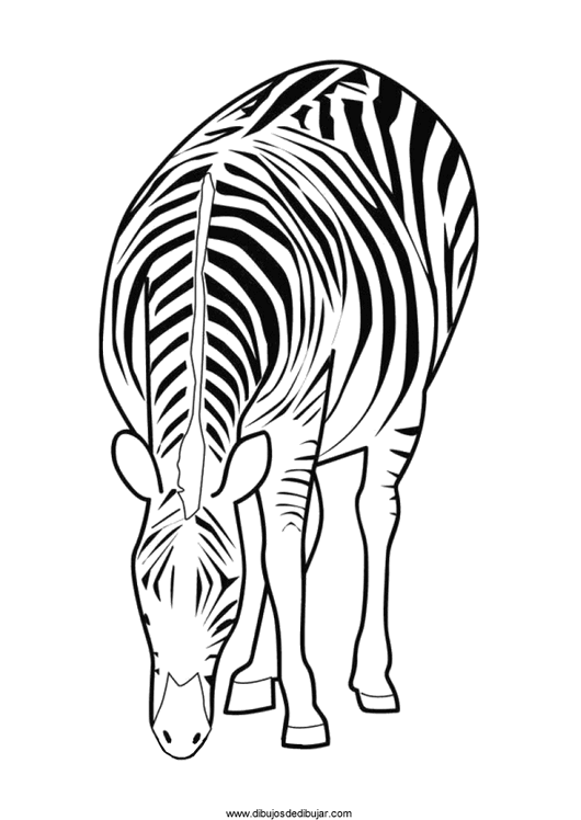 530x748 Pictures Of Zebra Print Archives Drawing Drawings Dibujardibujos