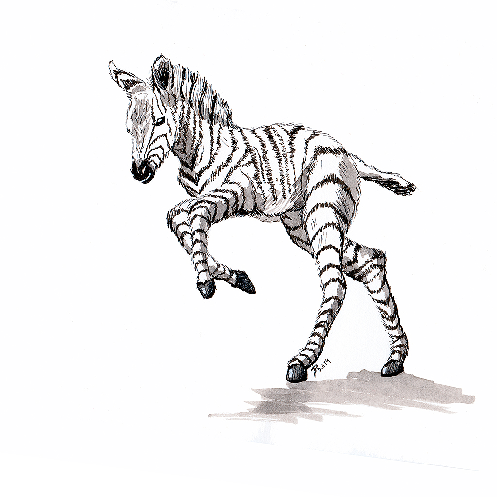 1024x1024 Pin Drawn Zebra Sketch 2. Wildlife Drawing Zebra By Samantha