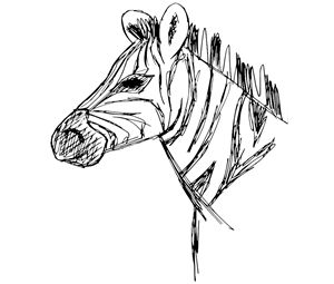 300x255 Buy Zebras, Animals, Birds, Amp Fish, Drawings Amp Illustration