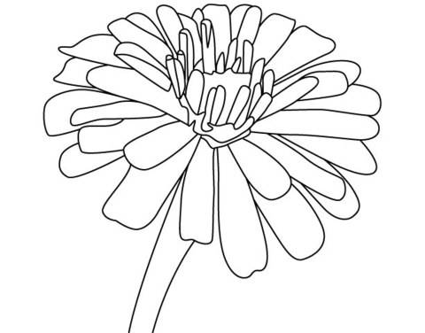 480x376 Free Zinnia Flower Coloring Pages Morning Glories, Sunflowers