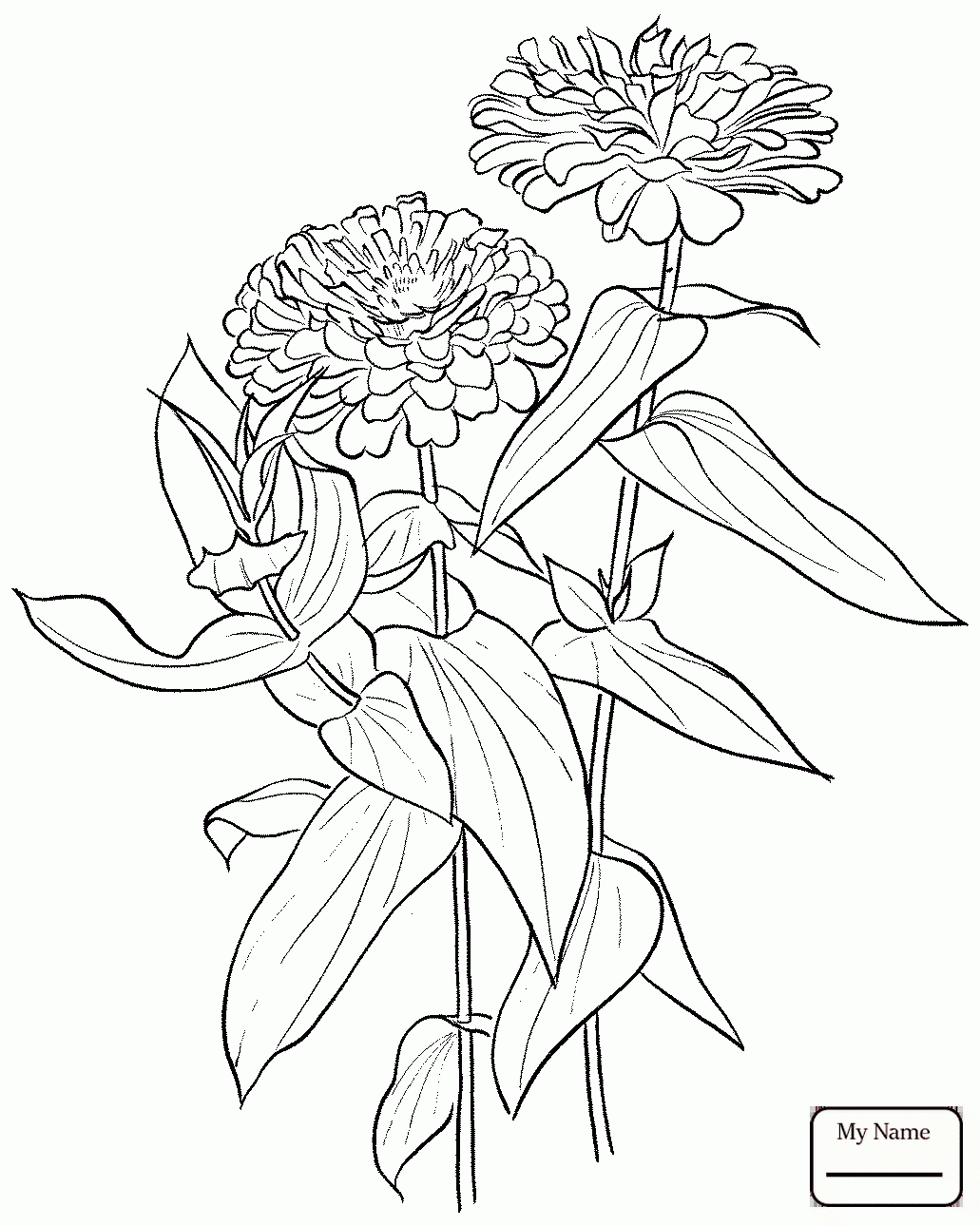 1031x1290 Youth And Age Zinnia Flowers Flowers Zinnia Coloring Pages