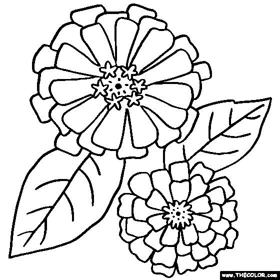 560x560 Zinnia Coloring Page Zinni The Zinnia Coloring Page