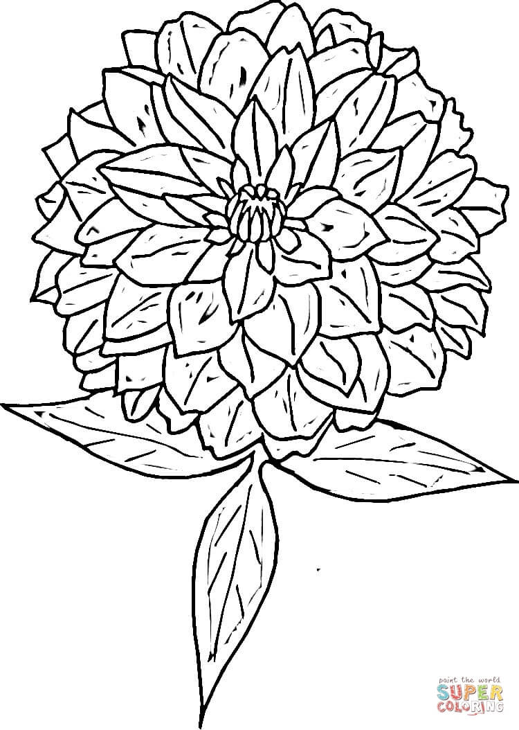 750x1054 Zinnia Coloring Page Free Printable Coloring Pages